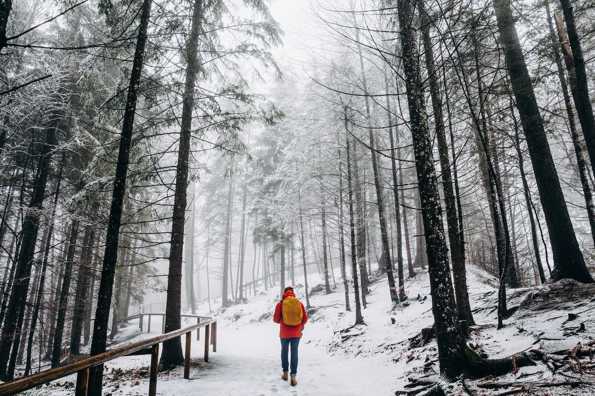 back view of person walking in beautiful winter mountain forest, germany