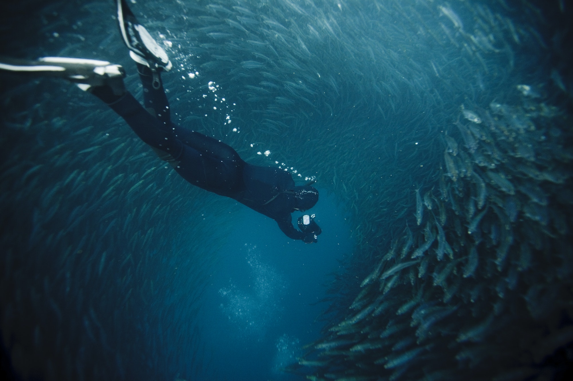 free diving into a sardine ball